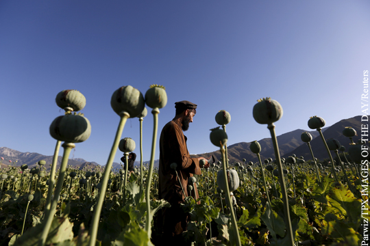 США зафиксировали удвоение за год производства опиума в Афганистане