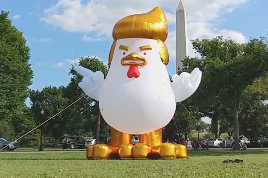 Надувного цыпленка с прической Трампа установили у Белого дома