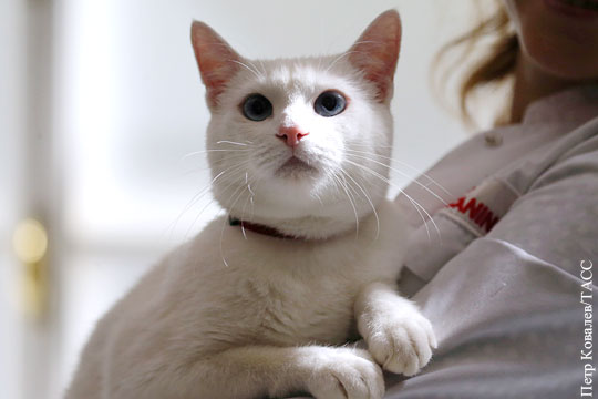 Ветеринары опровергли гибель котов от задымления в Эрмитаже