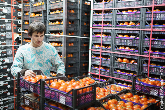СМИ: Поставки турецких томатов в Россию возобновятся в октябре