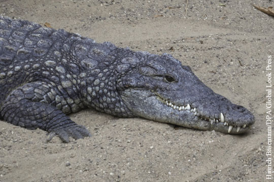 Британского журналиста съел крокодил