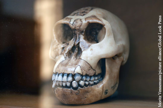 СМИ: Находка немецких ученых может переписать историю происхождения человека