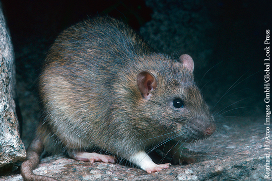 Голландский журналист прокомментировал статью о «вынужденных есть крыс москвичах»
