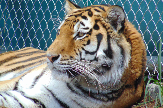В зоопарке Денвера усыпили привезенного из Москвы амурского тигра