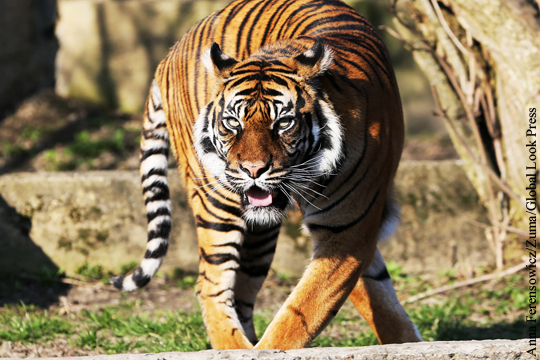 Очевидец заснял момент нападения тигра на сотрудницу зоопарка в Калининграде