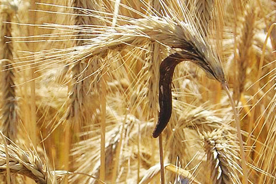 Египетский суд запретил ввоз пораженной спорыньей пшеницы из России