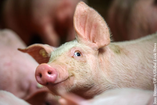 В Омске приговорили скормившего фермера свиньям мужчину