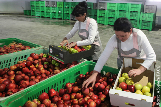 Польские яблоки нашли новый способ попасть в Россию 