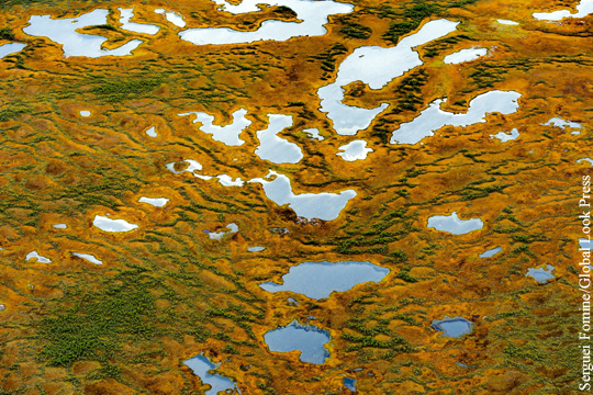 Медведев превратил крупнейшее болото Северного полушария в заповедник
