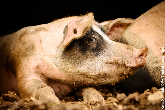 Россия попросит ВТО созвать панель арбитров по спору с ЕС о свинине