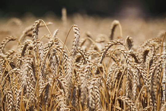 Россия хочет покорить мир органическим зерном 