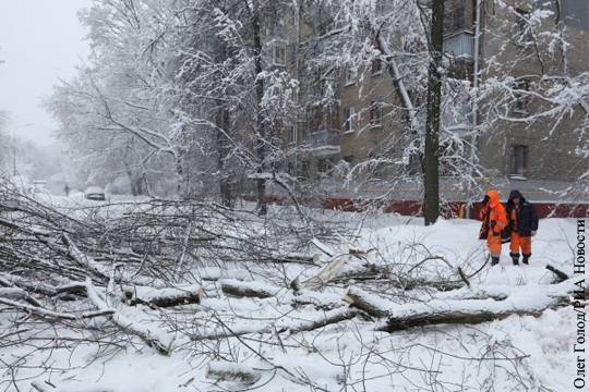 Снегопад повалил 2 тыс. деревьев в Москве