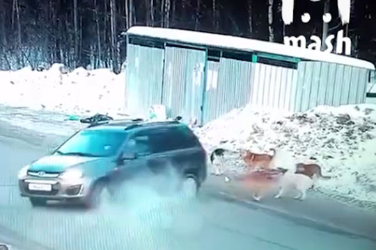 Водитель с помощью маневра на автомобиле спас школьницу от диких собак