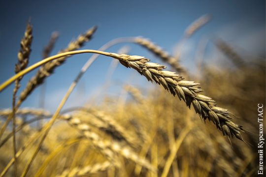 Китай начинает уступать под напором российской пшеницы