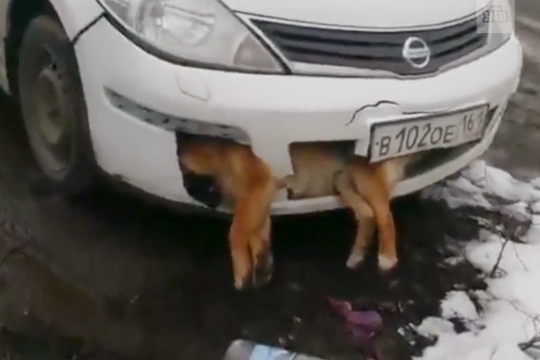 Водитель ездил по Таганрогу с мертвой собакой в бампере