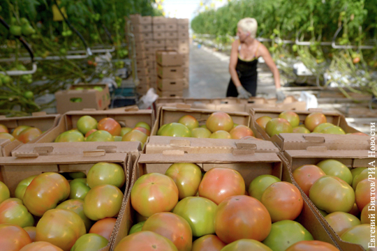 Россия задумалась над запретом ввоза помидоров из Белоруссии