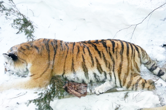 Ветеринары рассказали о судьбе раненной браконьером тигрицы