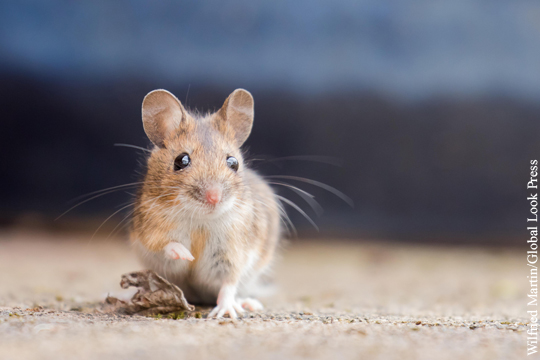 Полицейские в Аргентине обвинили мышей в пропаже 540 кг наркотиков