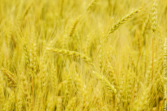 Минсельхоз США заявил о росте конкуренции российского экспорта зерна