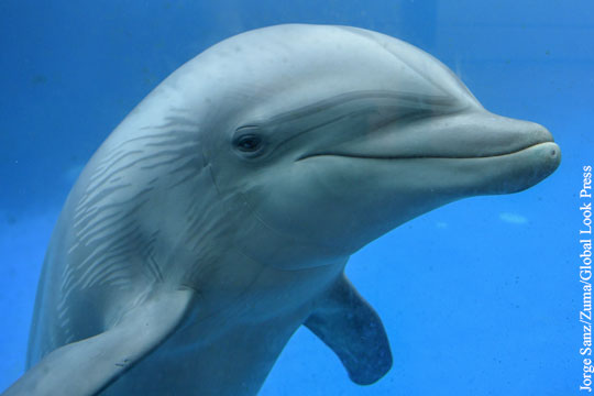 В Крыму рассказали о судьбе боевых дельфинов ВМС Украины