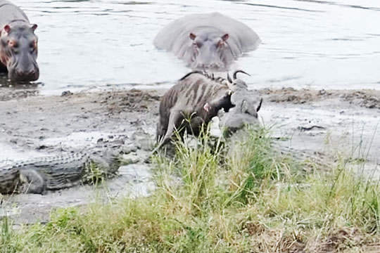 Опубликовано видео спасения бегемотами антилопы из пасти крокодила