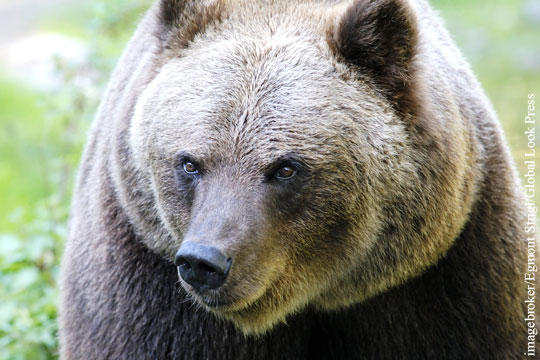 Жителям Омска дали советы на случай встречи с медведем