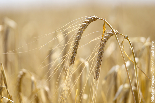 Украине угрожает колоссальная потеря урожая