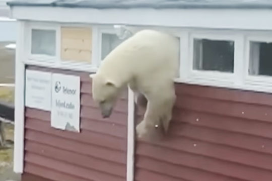 Объевшийся полярный медведь застрял в окне отеля