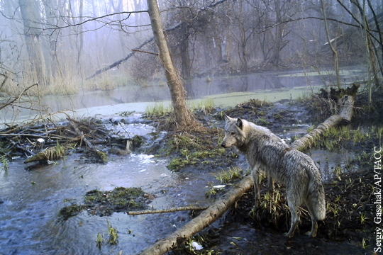 Волки-мутанты из Чернобыля названы угрозой для Европы