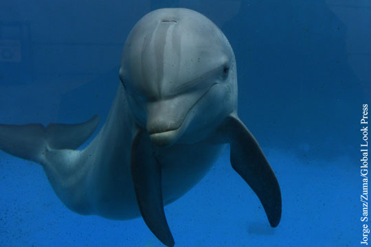 Французам запретили купаться рядом с «сексуально озабоченным» дельфином Зафаром