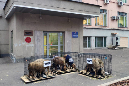 К редакции «Новой газеты» привезли клетки с овцами