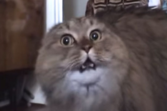 В Перми умер всемирно известный кот из YouTube