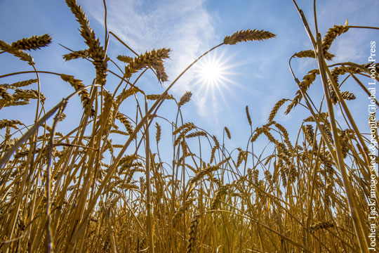 Россия решила создать в Сирии крупнейший хаб по экспорту пшеницы
