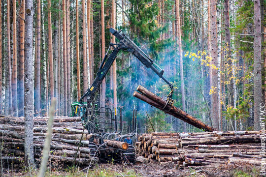 Россия пригрозила Китаю запретить экспорт древесины