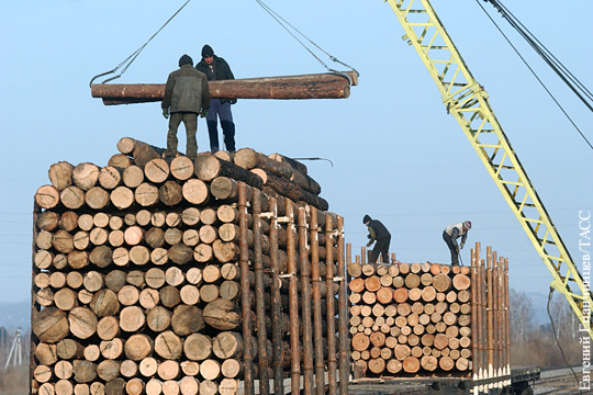 Как остановить массовое воровство российского леса для Китая