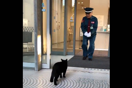 Два настойчивых кота прославили японский музей