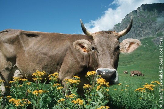 Швейцарцы проведут референдум о коровьих рогах