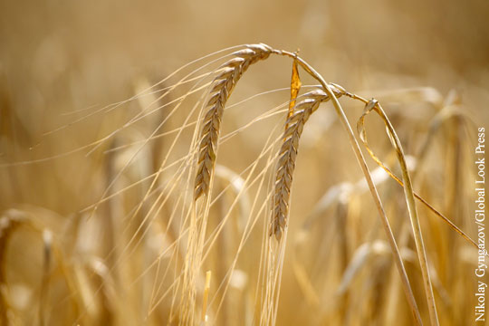 Расширение поставок российской пшеницы назвали угрозой для США и ЕС
