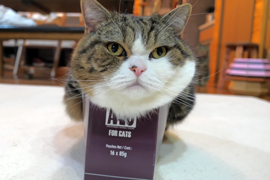 Знаменитый кот Мару покорил соцсети попыткой уместиться в коробке