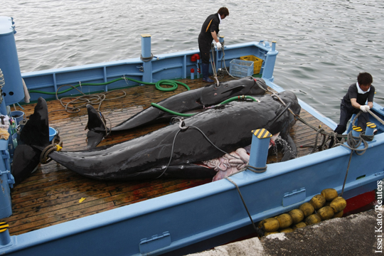 Япония решила возобновить китобойный промысел