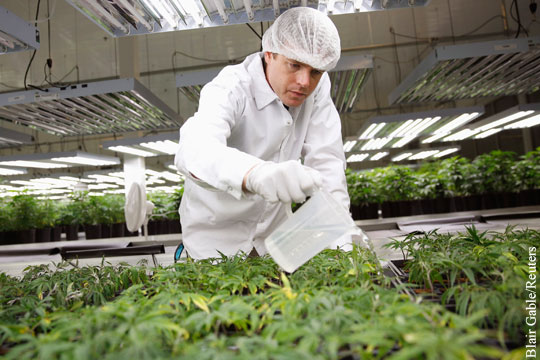 В России собрались разрешить выращивание наркосодержащих растений