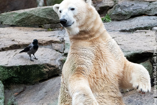 Подаренного Россией белого медведя Кефирчика усыпили в Эстонии