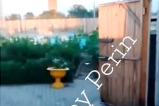 Опубликовано видео с «экскурсией» Цеповяза по своей пасеке в колонии