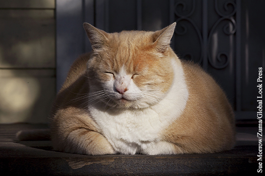 Самую толстую и сварливую кошку Британии в четвертый раз вернули в приют