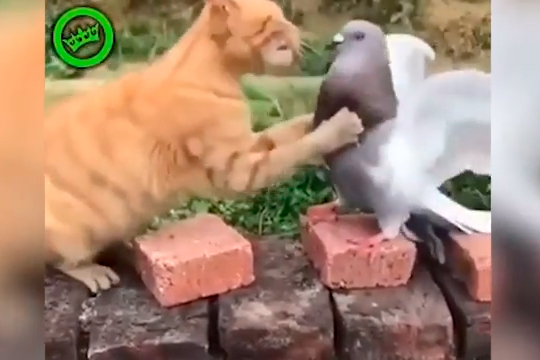 Ласковая драка кота и голубя попала на видео
