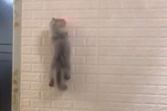 Лазающая по стенам кошка поразила соцсети