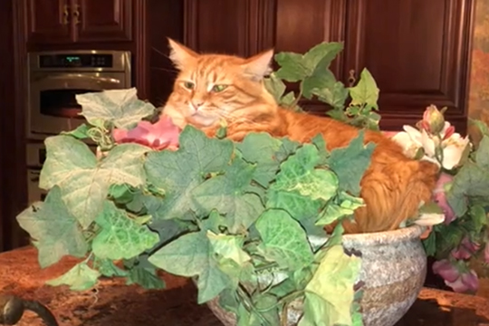 Уснувший в цветочном горшке кот покорил пользователей Сети