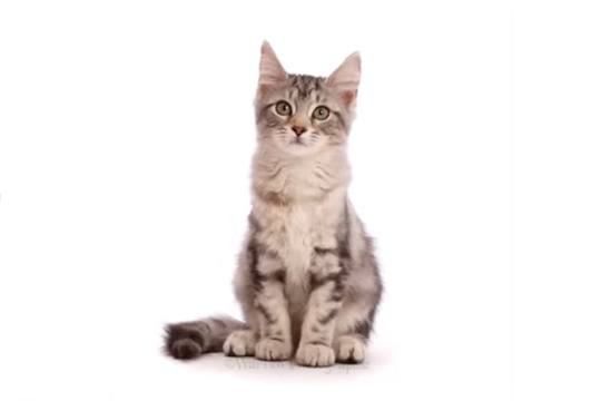 Взросление котенка мейн-куна показали за полминуты