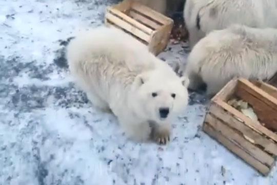 NYT рассказала про нашествие белых медведей в России