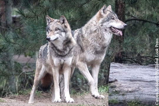 Волки в Германии расплодились благодаря военным